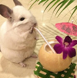 龙猫BuBu，萌萌哒！